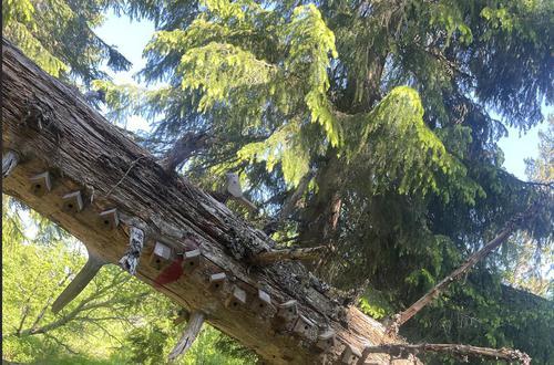 Picture of the author